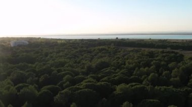 İnsansız hava aracı Akdeniz kıyısı boyunca bir çam ağacı ormanının üzerinden ateş etti. Fransa 'da günbatımı.