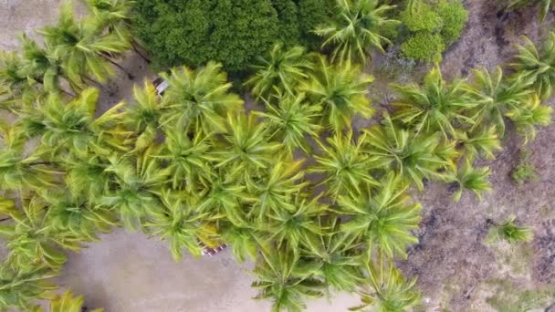 cocotiers dans awala yalimapo village Guyane par drone vol lent 