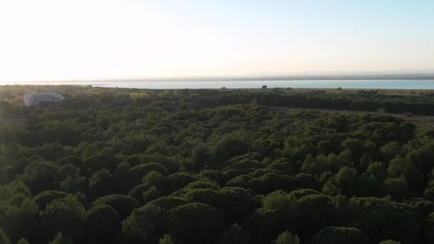 Drone Shot Pine Tree Forest Mediterranean Sea France Sunset Grande — Video