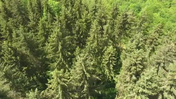 Drohnenblick Entdeckt Waldarbeiter Wald Von Verdun — Stockvideo