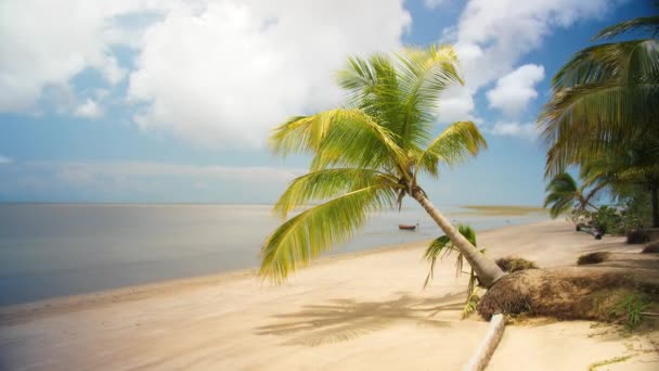 Fix Shot Van Een Palm Boom Een Strand Awala Yalimapo — Stockvideo