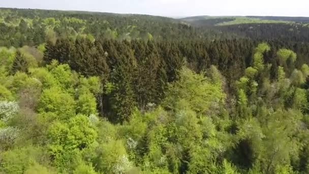 Sobrevoando Uma Floresta Com Abetos Madeira Abetos Por Drone Durante — Vídeo de Stock