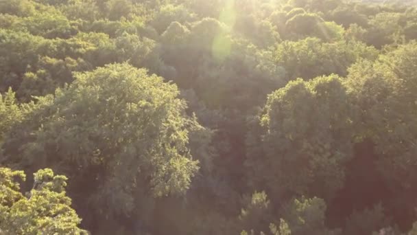 Sobrevoando Uma Floresta Madeira Dura França Durante Pôr Sol Tiro — Vídeo de Stock
