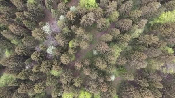 Volando Sobre Abetos Algunos Frondosos Bosques Verdún Lorena Francia Drone — Vídeo de stock