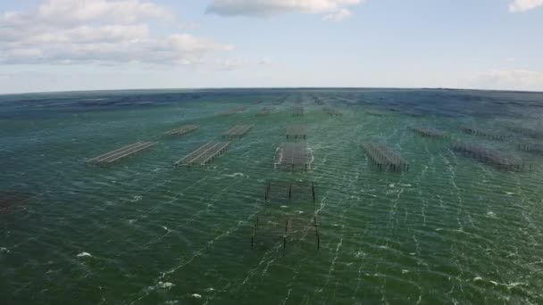 Fliegen Über Austernbeete Schwebende Kultur Durchgeführt Mit Tischen Aus Schienen — Stockvideo