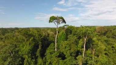 Derin yağmur ormanlarındaki dev ağaç. Guiana hava aracı görüntüsü.