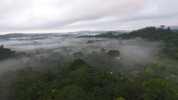 在原生热带雨林的雾蒙蒙而神秘的地方 朝着一棵大树飞去 — 图库视频影像