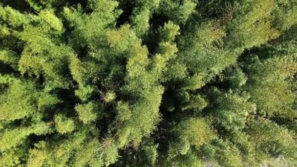 Giant Bamboo Forest Vertical Aerial Drone View Green Bambusoideae — 비디오