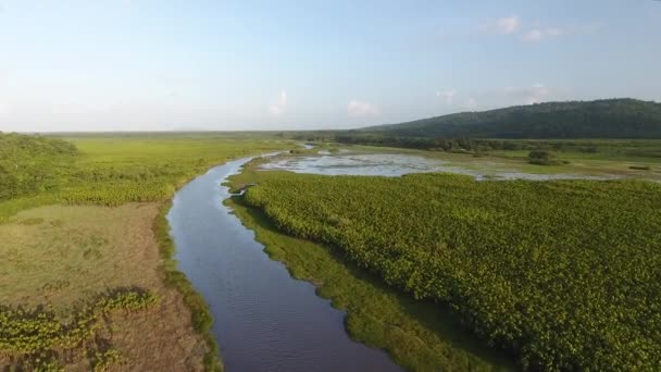 Kaw Träsk Våtmarker Och Flytande Savann Franska Guyana Drone — Stockvideo