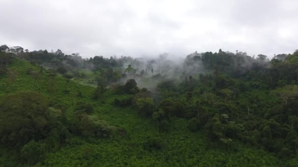 熱帯雨林の霧と神秘的なサル ギアナ アマゾニアン公園上空の低高度航空便 — ストック動画