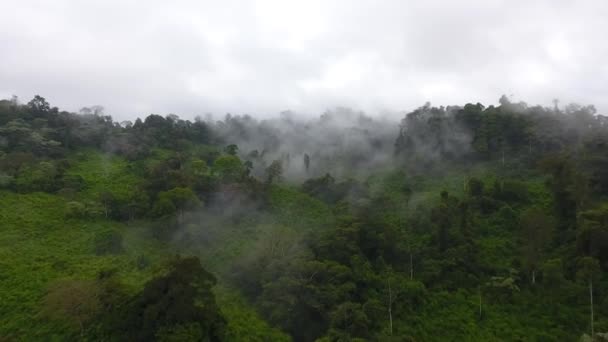 Voo Drone Baixa Altitude Sobre Uma Floresta Tropical Primária Nebulosa — Vídeo de Stock