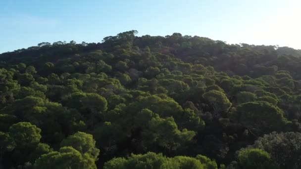 Mediterranean Forest Porquerolles Island Aerial Flight Pine Trees Sunny Day — Stock Video
