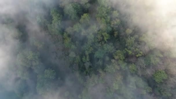 mystique nuageux vue aérienne sur une forêt à vercors france matin ensoleillé 