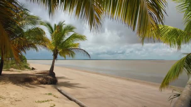 Palmbomen Een Strand Franse Guyana Zonnige Dag Awala Yalimapo — Stockvideo