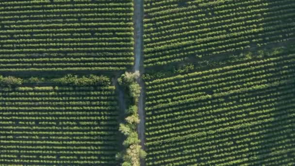 Sentiero Tra Campi Vigneto Veduta Aerea Drone Verticale Durante Tramonto — Video Stock