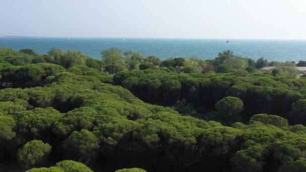 Bosque Pinos Mar Mediterráneo Vuelo Aéreo Con Drones Día Soleado — Vídeos de Stock