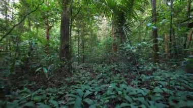 Amazon ormanlarında pürüzsüz bir yürüyüş Fransız guiana yolu boyunca gün boyunca
