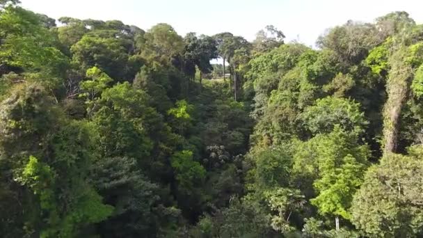 forêt tropicale amazonienne Guyane française biodiversité plan aérien 