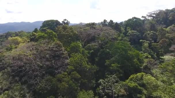 Rain Forest Canopy Guiana Amazonian Park Drone — Stock Video