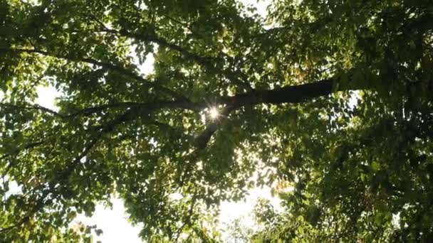 Straal Van Zonlicht Door Bladeren Van Een Boom Van Onder — Stockvideo