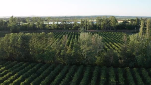 Right Left Aerial Traveling Vineyard Fields Sunset France Camargue Gard — Stock Video