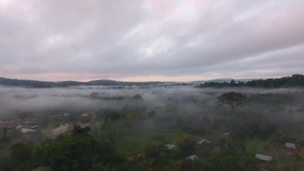巨大的清晨无人机俯瞰着雾蒙蒙的神秘的法式圭亚那亚马逊公园 — 图库视频影像