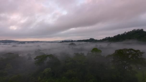 Sal Napkelte Légi Kilátás Ködös Misztikus Francia Guyana Amazonasi Park — Stock videók