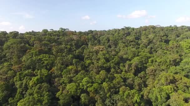 Słoneczny Dzień Niebieski Niebo Antena Strzał Nad Amazońskim Deszczem Las — Wideo stockowe