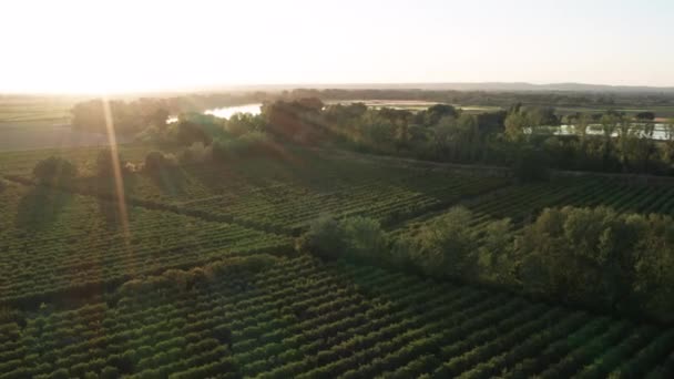 Sunset Aerial Back Traveling River Vineyards Paddy Rice Fields Camargue — Stock Video