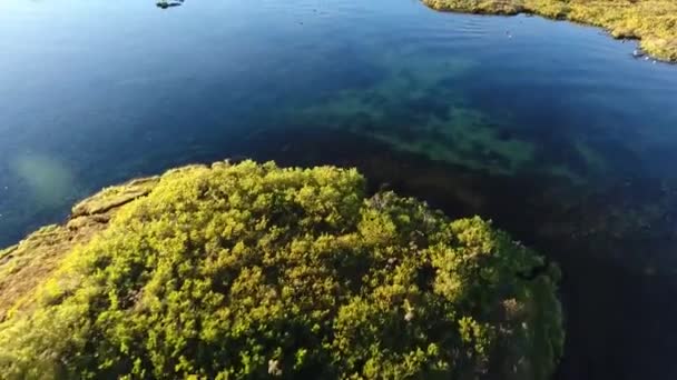 Thingvellir Lake Iceland Drone View Birds Wild Life — 비디오