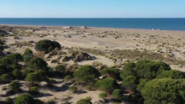 Alberi Sabbia Dune Vegetazione Mediterraneo Mare Aereo Drone Colpo Soleggiato — Video Stock