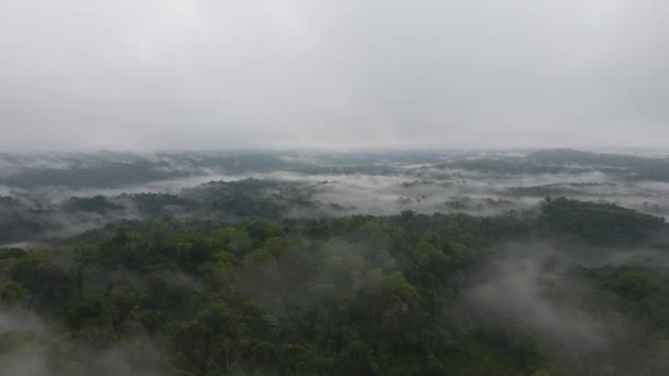 Birincil Tropikal Yağmur Ormanlarının Dikey Drone Görüntüsü Sisli Mistik — Stok video