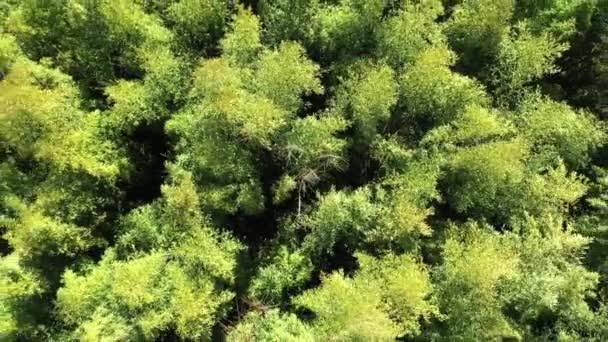 Vista Vertical Del Dron Subiendo Sobre Dosel Bambú Verde Francia — Vídeos de Stock