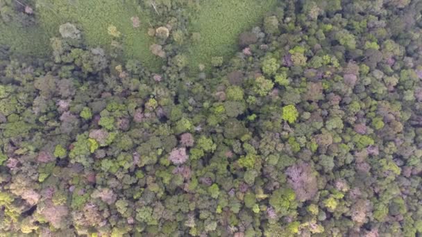 ガイアナの深い熱帯雨林の垂直方向の眺めアマゾン公園サル — ストック動画
