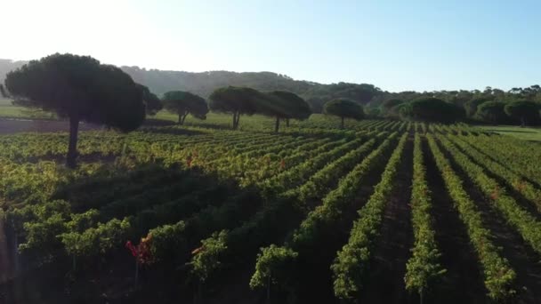 Wijngaard Met Pijnbomen Frankrijk Porquerolles Luchtfoto Zonnige Ochtend — Stockvideo
