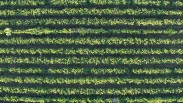 Vineyard Mezők Légi Tipp Lövés Megy Naplemente Franciaország Camargue — Stock videók