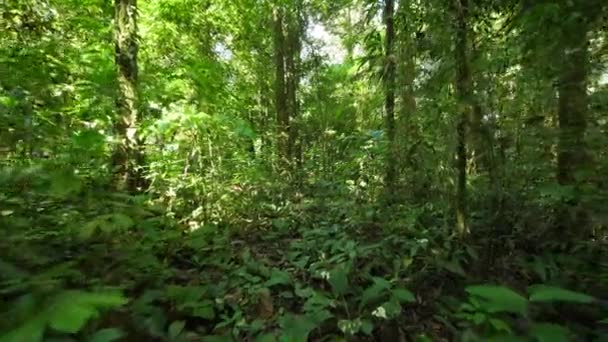 Walking Amazonian Forest French Guiana Day Time — Stock Video