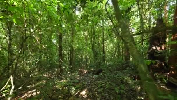 Walking Amazonian Forest French Guiana Day Time — Stock Video