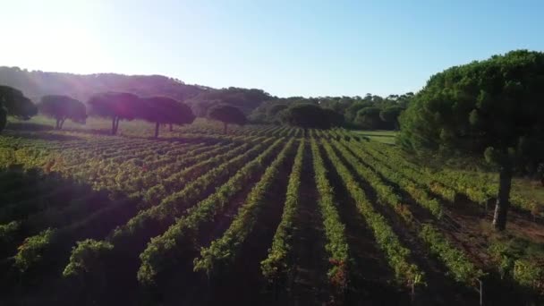 Viñedos Francia Porquerolles Pinos Tiro Aéreo Por Mañana Temprano — Vídeo de stock