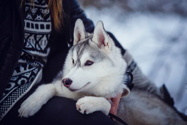 Manos femeninas con perro husky siberiano —  Fotos de Stock