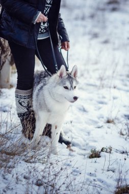 Sibirya husky köpek ile kadın fiyatı