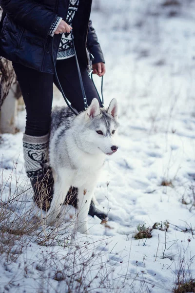 Kvinnliga vandrare med siberian husky hund — Stockfoto