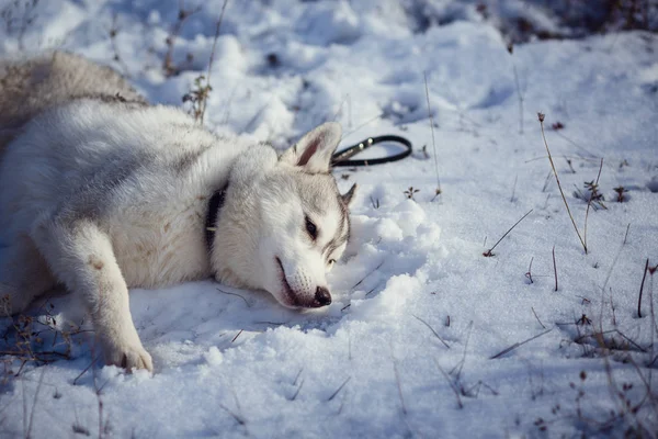 Siberian husky dog — Stock Photo, Image