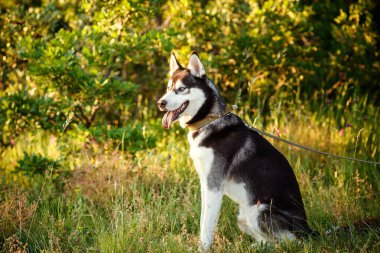 Muhteşem Sibirya Husky köpeğinin portresi siyah beyaz. Yaz akşamı yürüyüşü