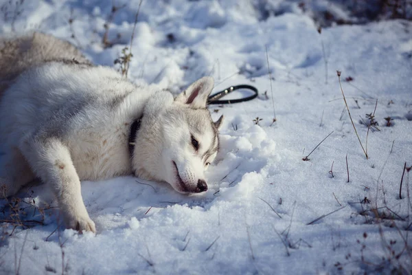 Wanderin Mit Sibirischen Huskyhunden Den Bergen Bei Herrlicher Aussicht — Stockfoto