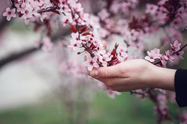 Kız elinde çiçek açan kayısılardan oluşan bir dal tutuyor. Çiçek açan meyve ağacının dalını tutan güzel kadın ellerine yakın durun. Hassas bahar arkaplanı. Kadın elleri arka planda bulanık.