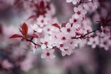 Güzel kiraz çiçeğinin seçici odağı. Kiraz çiçeği mevsimi genellikle Nisan ayı başlarında gerçekleşir. Tokyo, Kyoto ve Osaka gibi büyük şehirler arasında Sakura festivali.
