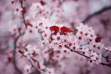 Güzel kiraz çiçeğinin seçici odağı. Kiraz çiçeği mevsimi genellikle Nisan ayı başlarında gerçekleşir. Tokyo, Kyoto ve Osaka gibi büyük şehirler arasında Sakura festivali.