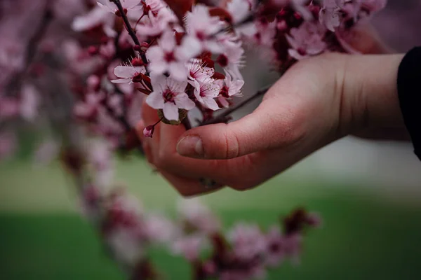 Girl Holds Branch Blossoming Apricots Her Hands Close Beautiful Female — Stock Photo, Image