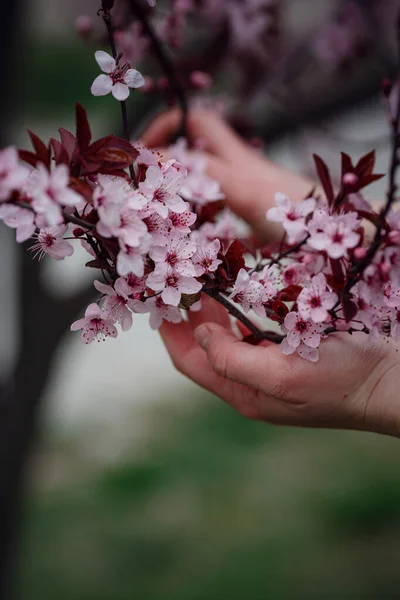 Girl Holds Branch Blossoming Apricots Her Hands Close Beautiful Female — Stock Photo, Image